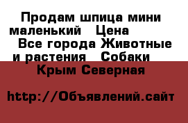 Продам шпица мини маленький › Цена ­ 15 000 - Все города Животные и растения » Собаки   . Крым,Северная